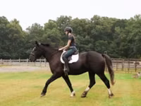 Cavalo, Percheron — foto 6
