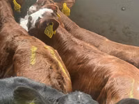 İribuynuzlu mal-qara (partiya, cinsi göstərilməyib), Simmental cattle — foto 1