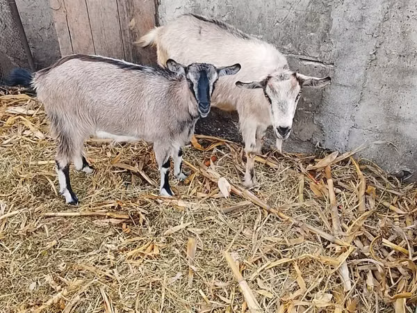 Keçi, Keçiler