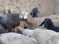 Ovelha, Arashan sheep — foto 4