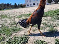 Chickens — foto 5