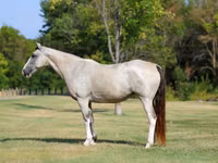 Jument, Skyros Pony — photo 2