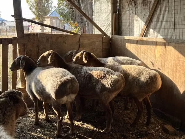 ცხვარი, Arashan sheep
