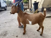 Billy Goat, Goats — photo 2