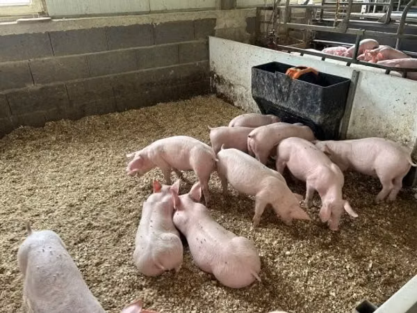 Porcs (lot, sexe non indiqué), 