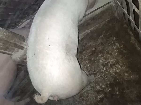 Sow, Pigs