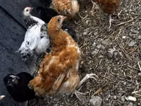 Chickens — foto 1