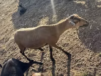 Schafe (Partie, Geschlecht nicht angegeben), Cameroon sheep — Foto 6