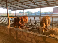 母牛, Simmental cattle — 照片 1