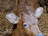 காளை, Simmental cattle — புகைப்படம் 2