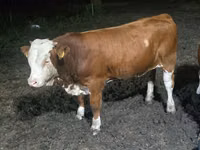 Bull, Swiss cattle — photo 3