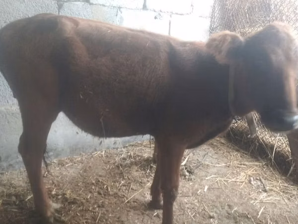 Bovinos (lote, sexo no especificado), Ganado vacuno