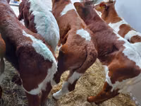 காளை, Simmental cattle — புகைப்படம் 2