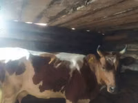 Krava, Simmental cattle — foto 7