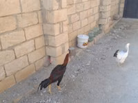 Chickens — الصورة 3