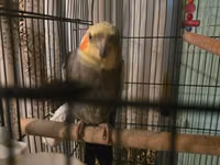 Məhsul: Nimfa papuqayları (Cockatiel) və qəfəs dəsti Təsvir: - — foto 5