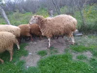 Ovce (šarže, pohlaví neuvedeno), Ovce — foto 2