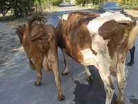 Vaca, Simmental cattle — foto 1