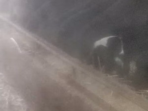 羊（ロット、性別未指定）, 羊