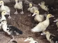 Ducks — الصورة 2