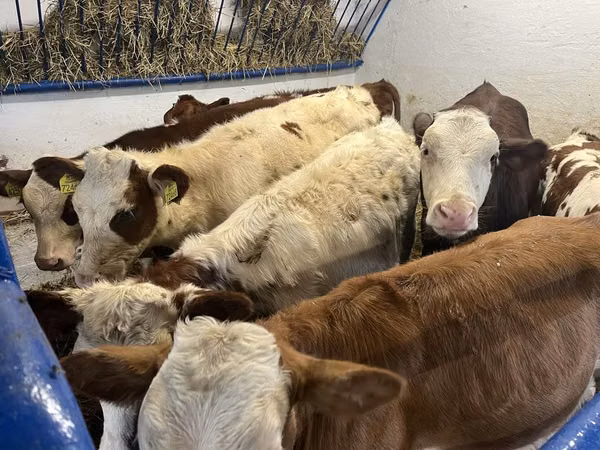 Krowa, Simmental cattle
