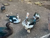 Turkeys — zdjęcie 2