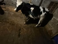 பசு, Russian Black pied cattle — புகைப்படம் 1