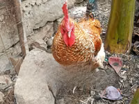 Gallinas Shamo — foto 2