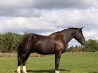 Cavalo, Percheron — foto 1
