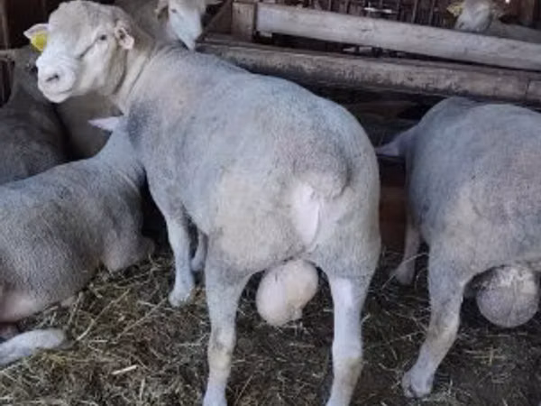 Қошқар, Ile-de-France sheep