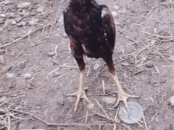 Chickens — அசர்பைஜான்
