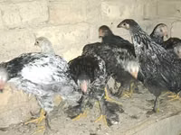 Chickens — 4-сурет