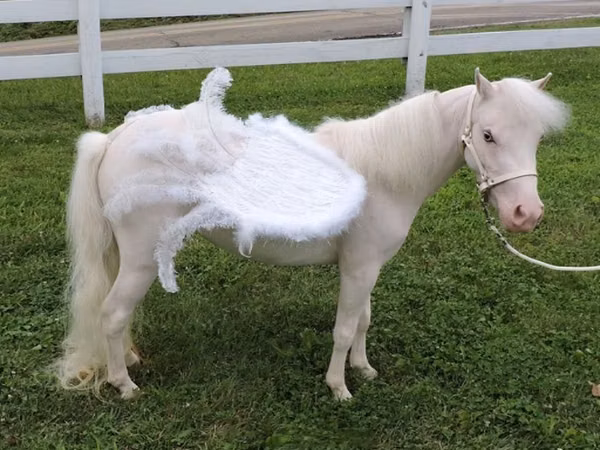 Jument, Miniature horse