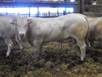 Býk, Blonde d’Aquitane cattle — foto 5