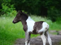 Otlar (partiya, jinsi ko‘rsatilmagan), Shetland Pony — 5-rasm