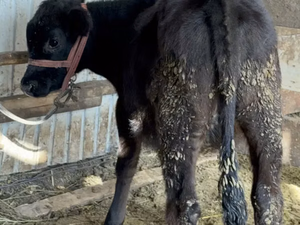 İnek, Aberdin Angus