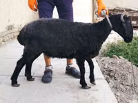 Qoyun, Arabi sheep — foto 3