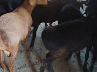 Kozioł, Boer goat — zdjęcie 2