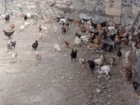 Chickens — फ़ोटो 1