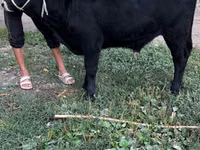 Touro, Aberdeen-Angus — foto 3