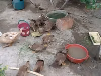 Ducks — Foto 4