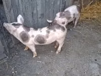 नर सूअर — फ़ोटो 4