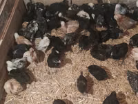 Australorp — foto 3