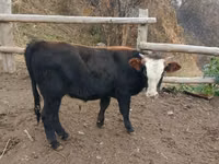 İribuynuzlu mal-qara (partiya, cinsi göstərilməyib), Aberdin – Angus — foto 3