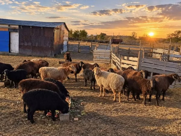 Sheep, Sheep