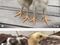 Chickens — foto 1