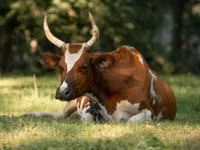 Krowa, Simmental cattle — zdjęcie 1