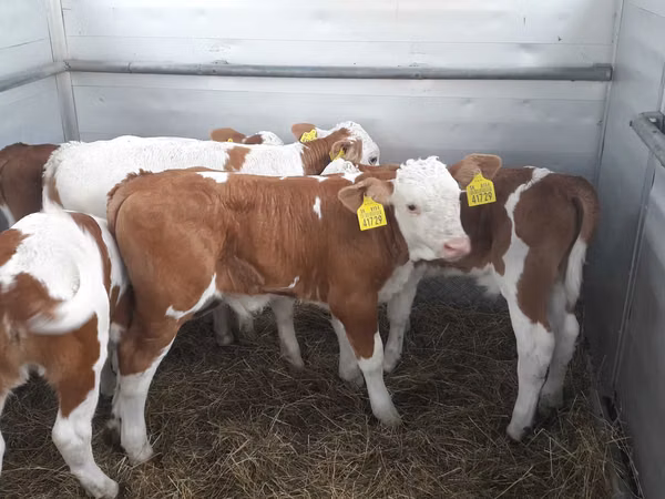 Buqa, Simmental cattle