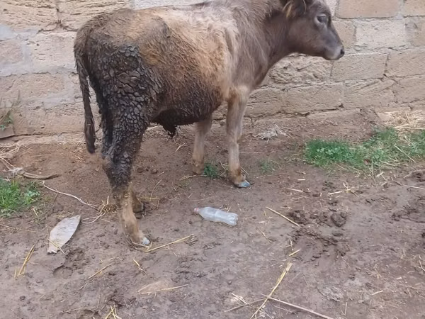सांड, मवेशी
