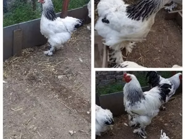 Brahma